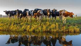 Фермерам могут разрешить страховать риски гибели скота от обстрелов